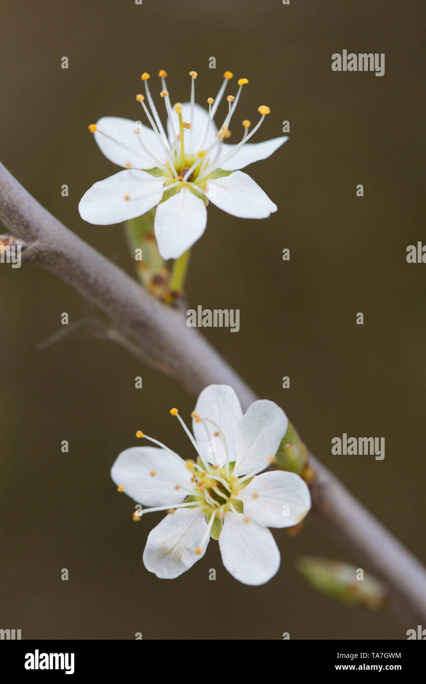 Prunellier, prunelle (Prunus spinosa), rameau en fleurs. Allemagne Banque D'Images