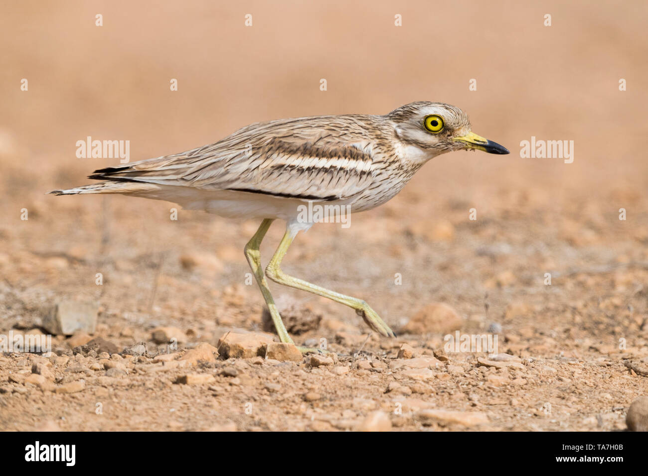 Oedicnème criard (Burhinus bistriatus), vue latérale d'un adulte marche dans un habitat désertique en Oman Banque D'Images