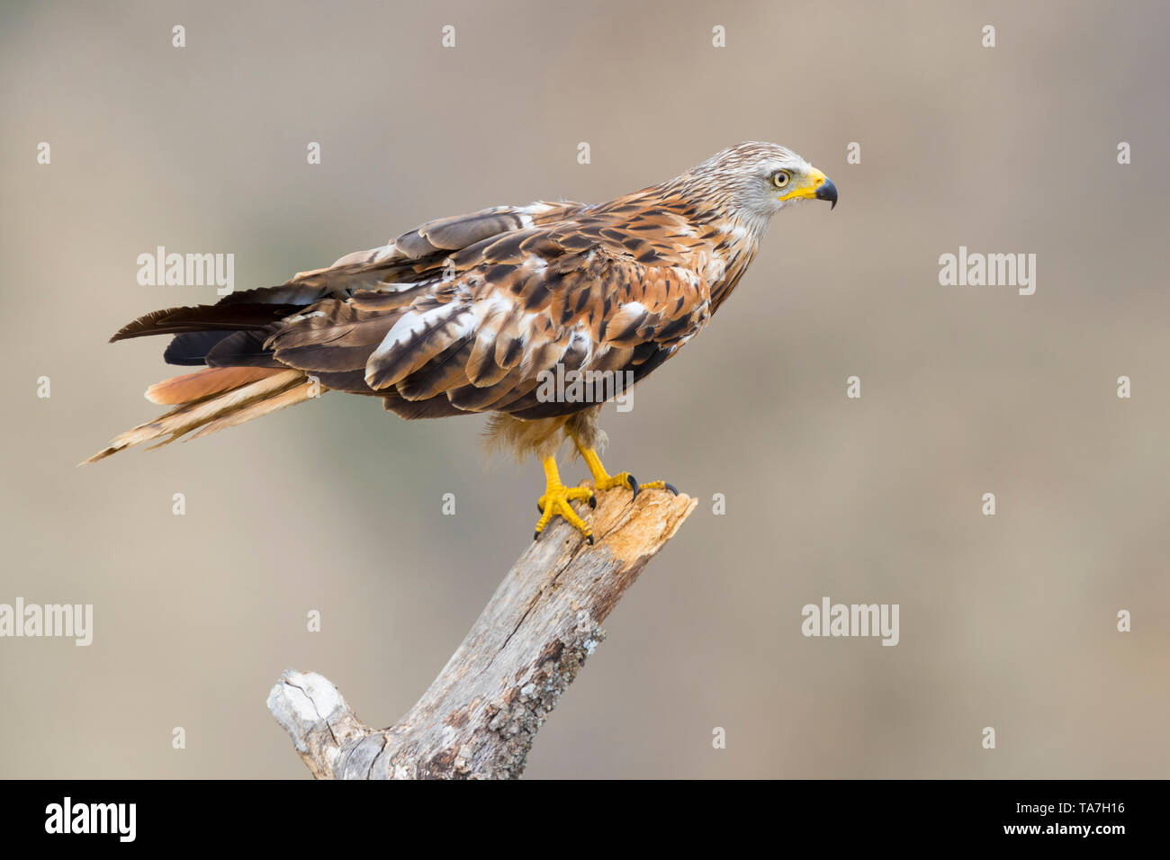 Le Milan royal (Milvus milvus), vue latérale d'un perché sur un arbre mort dans la Basilicate, Italie Banque D'Images