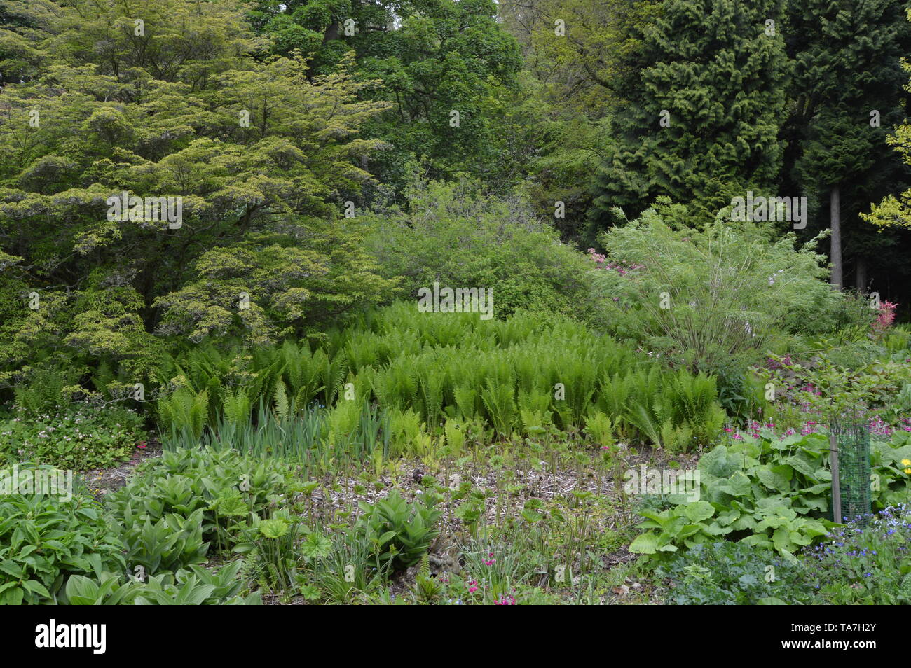 Des promenades dans les bois avec une fascinante collection de végétaux forestiers autour de Balcarres House and Gardens, Colinsburgh, Fife, Scotland, mai 2019. Banque D'Images