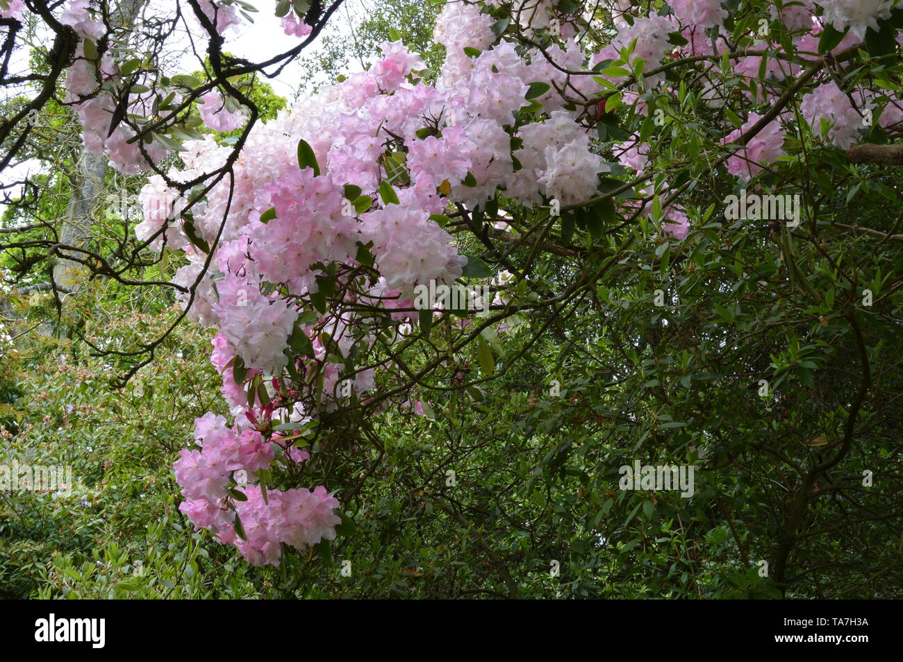 Des promenades dans les bois avec une fascinante collection de végétaux forestiers autour de Balcarres House and Gardens, Colinsburgh, Fife, Scotland, mai 2019. Banque D'Images