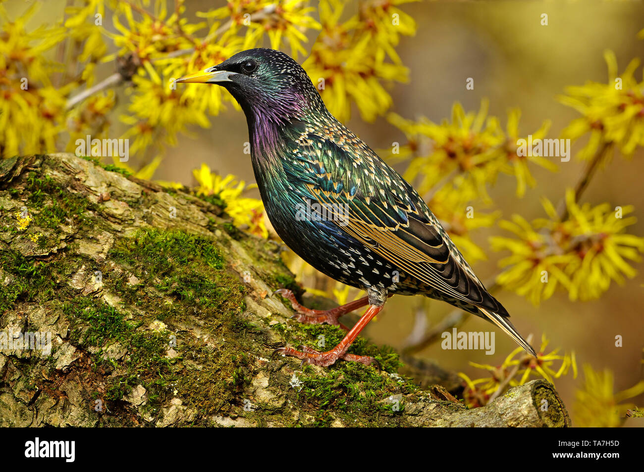 Étourneau sansonnet (Sturnus vulgaris). Fun pour adultes en plumage nuptial sur permanent journal moussue, avec la floraison l'Hamamélis en arrière-plan. Allemagne Banque D'Images