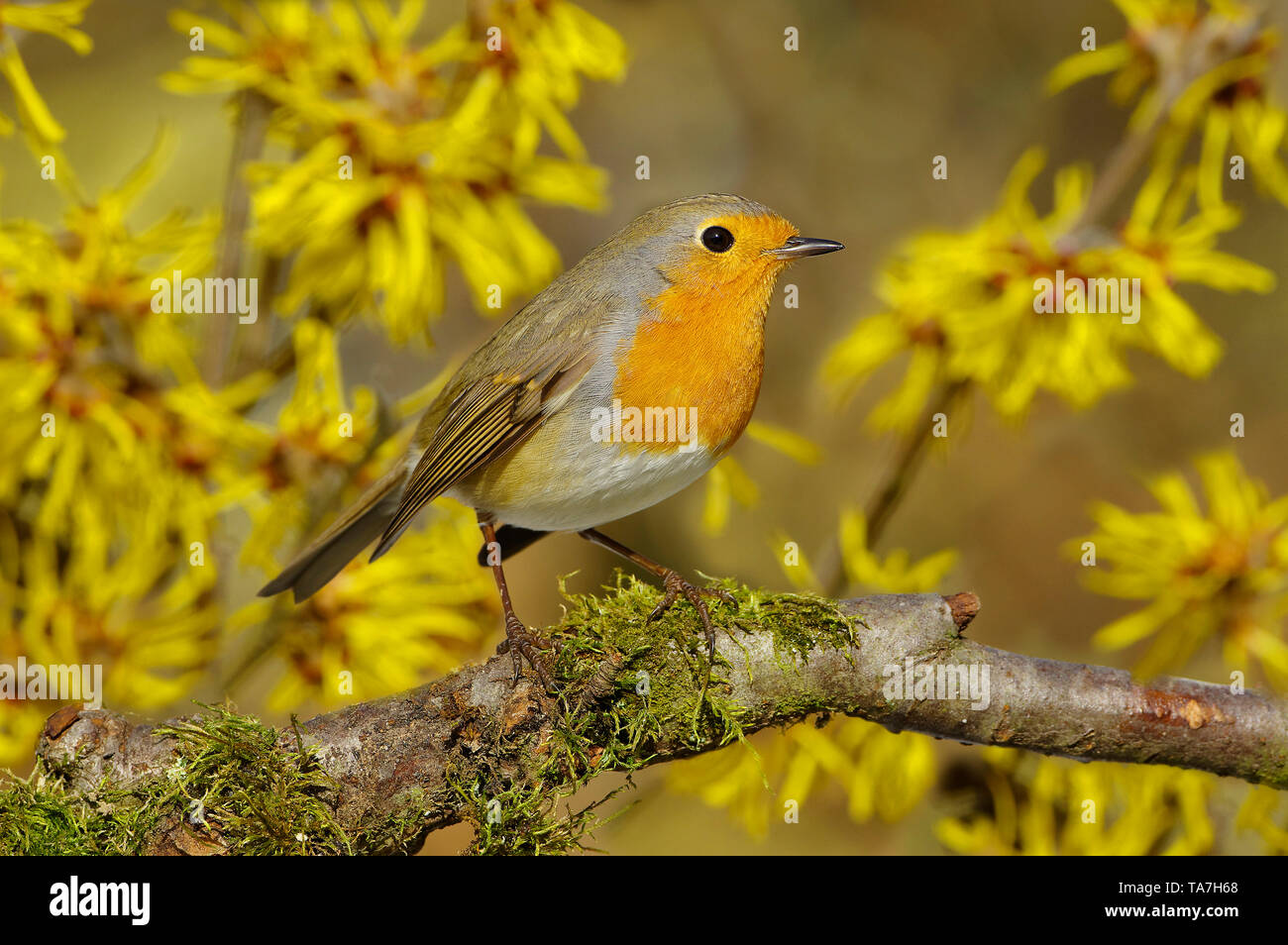 Robin (Erithacus rubecula aux abords). Perché sur une branche adultes, avec l'Hamamélis en arrière-plan. Allemagne Banque D'Images