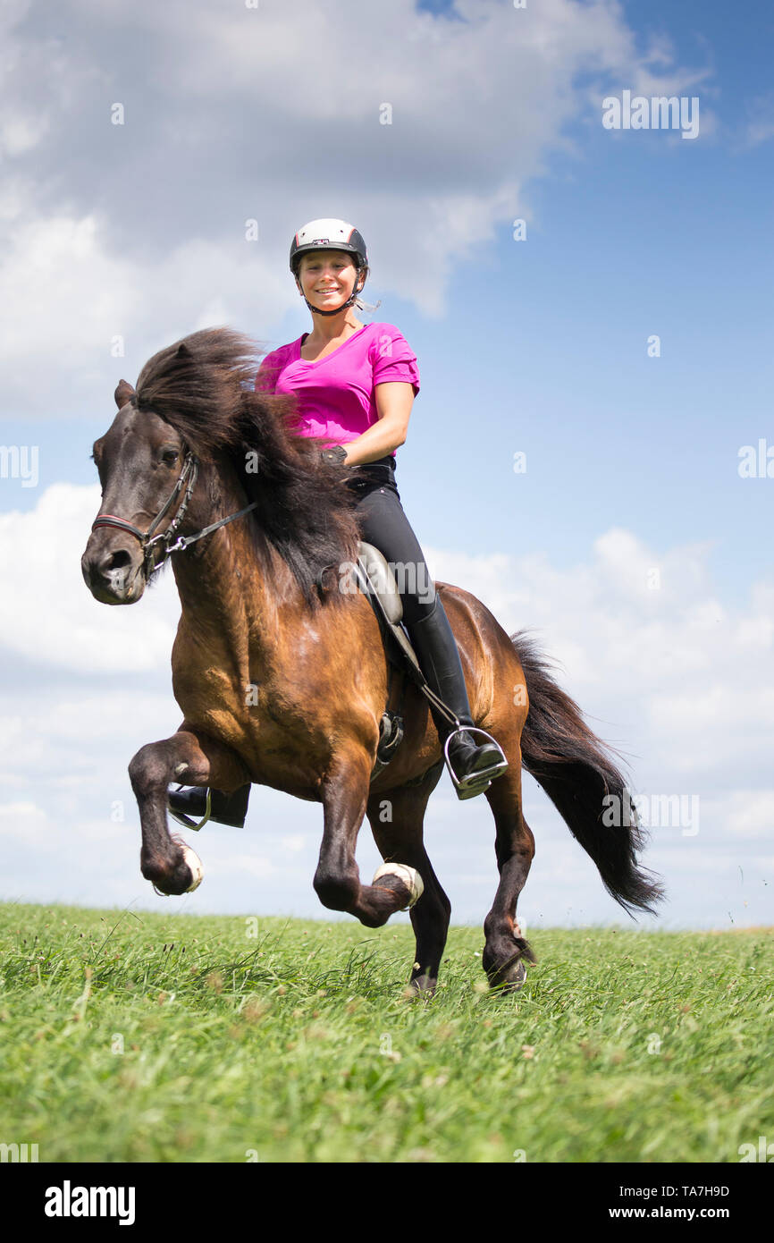 Cheval islandais. Rider dans un galop sur un cheval noir. L'Autriche Banque D'Images