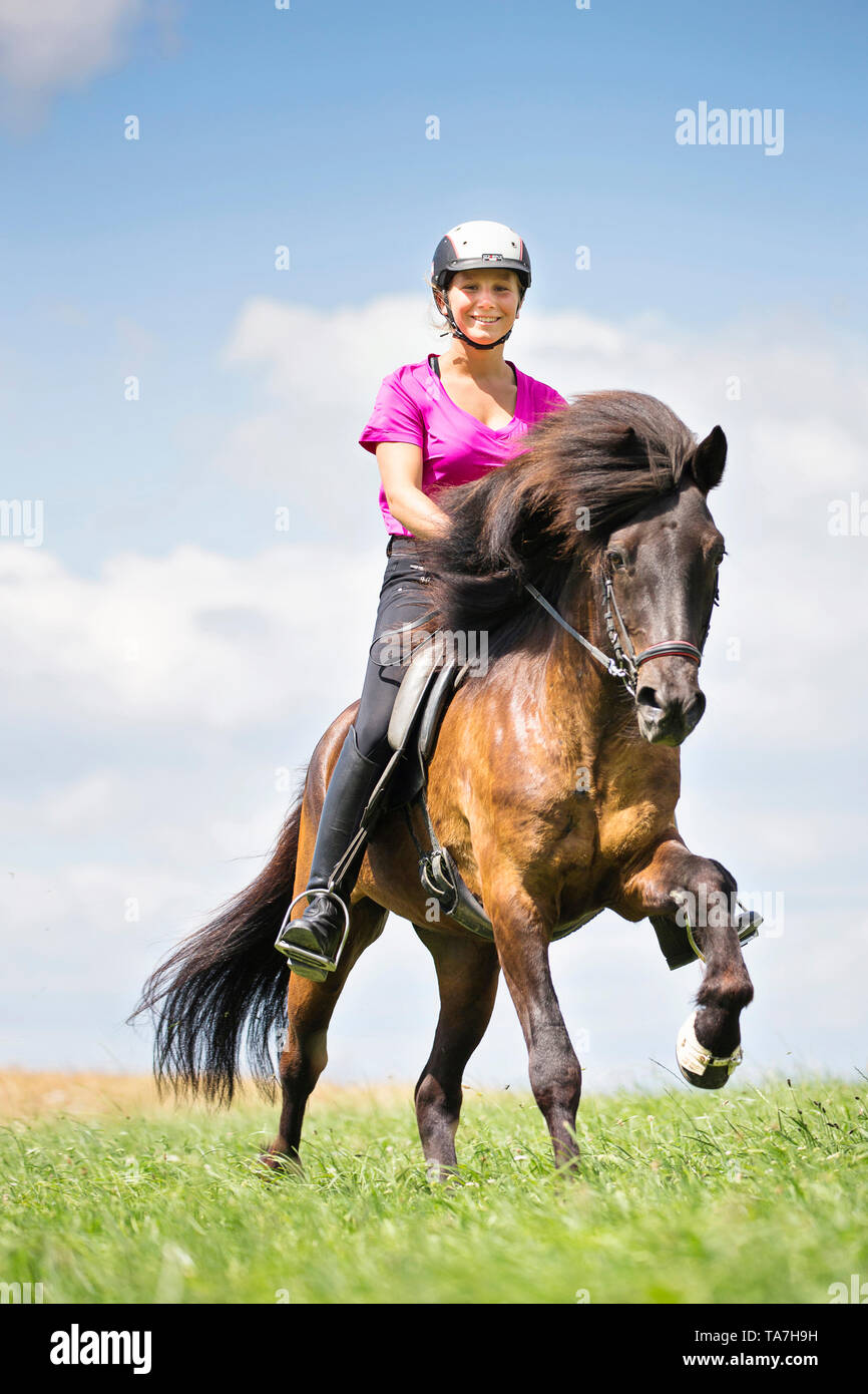 Cheval islandais. Rider dans un galop sur un cheval noir. L'Autriche Banque D'Images