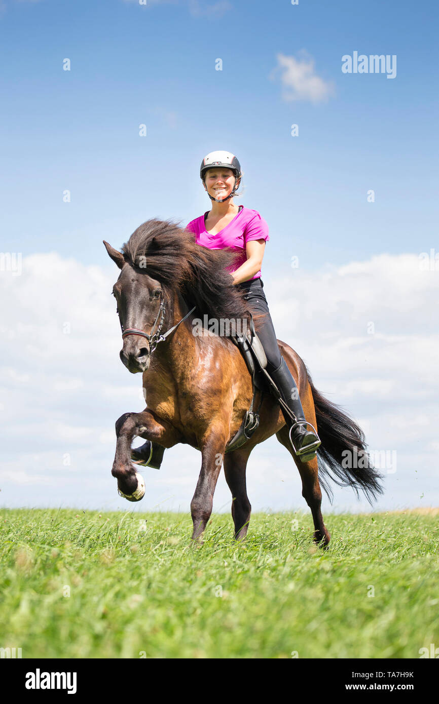 Cheval islandais. Rider dans un galop sur un cheval noir. L'Autriche Banque D'Images