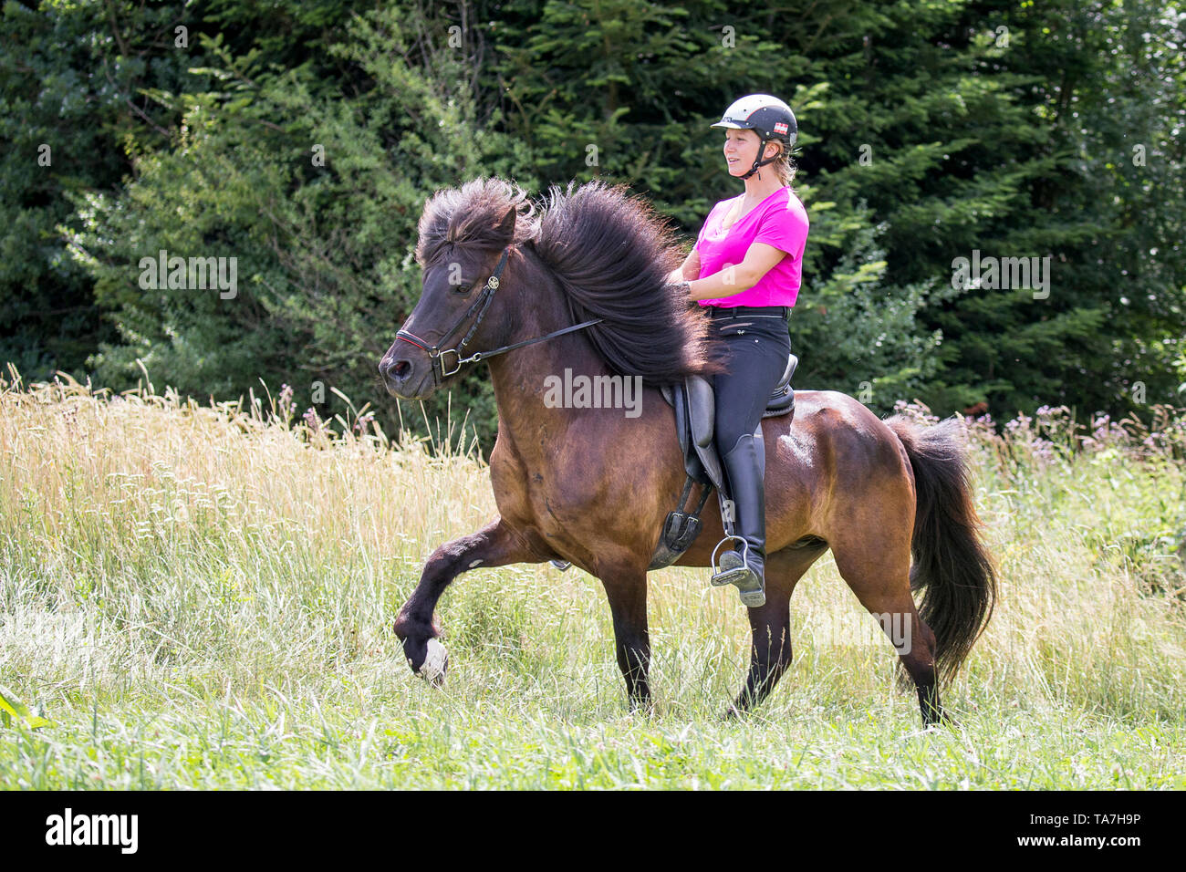 Cheval islandais. Rider effectuant les toelt sur un cheval noir. L'Autriche Banque D'Images