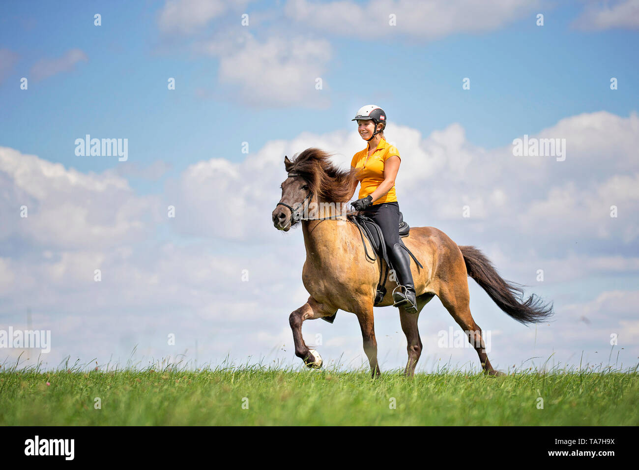 Cheval islandais. Roder effectuant les toelt sur une baie étalon. L'Autriche Banque D'Images