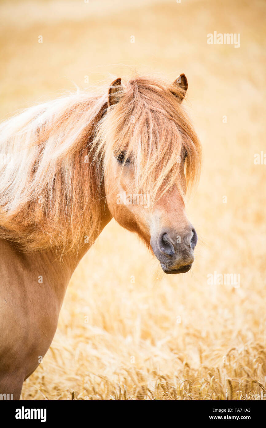 Cheval islandais. Portrait de dun. L'Autriche Banque D'Images