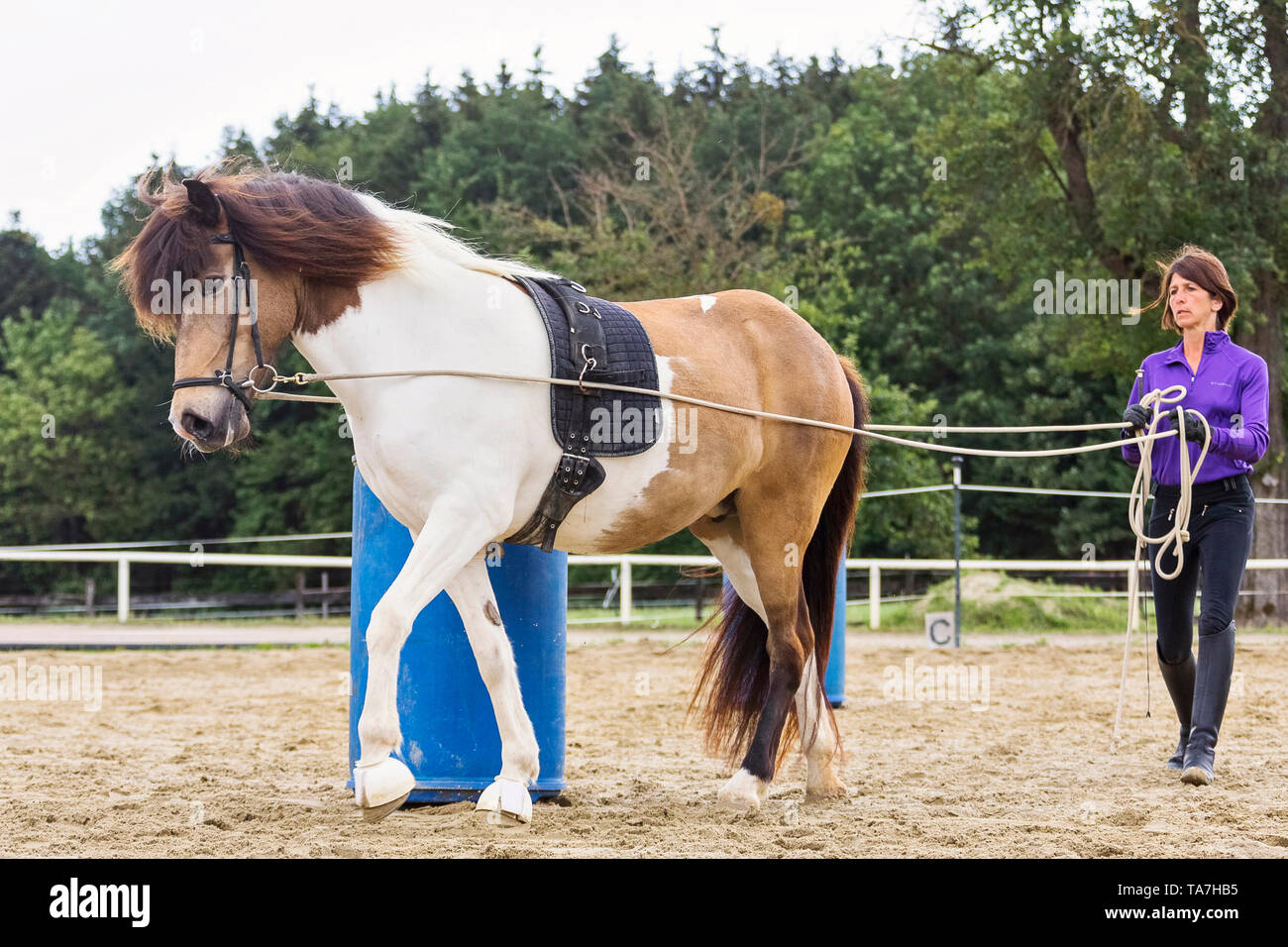 Conduite au sol, également appelé la palangre : l'enseignement d'un jeune cheval pour aller de l'avant avec une personne à marcher derrière elle, un précurseur à la fois à la conduite de faisceau et avoir rênes utilisé par un cavalier monté. L'Autriche Banque D'Images