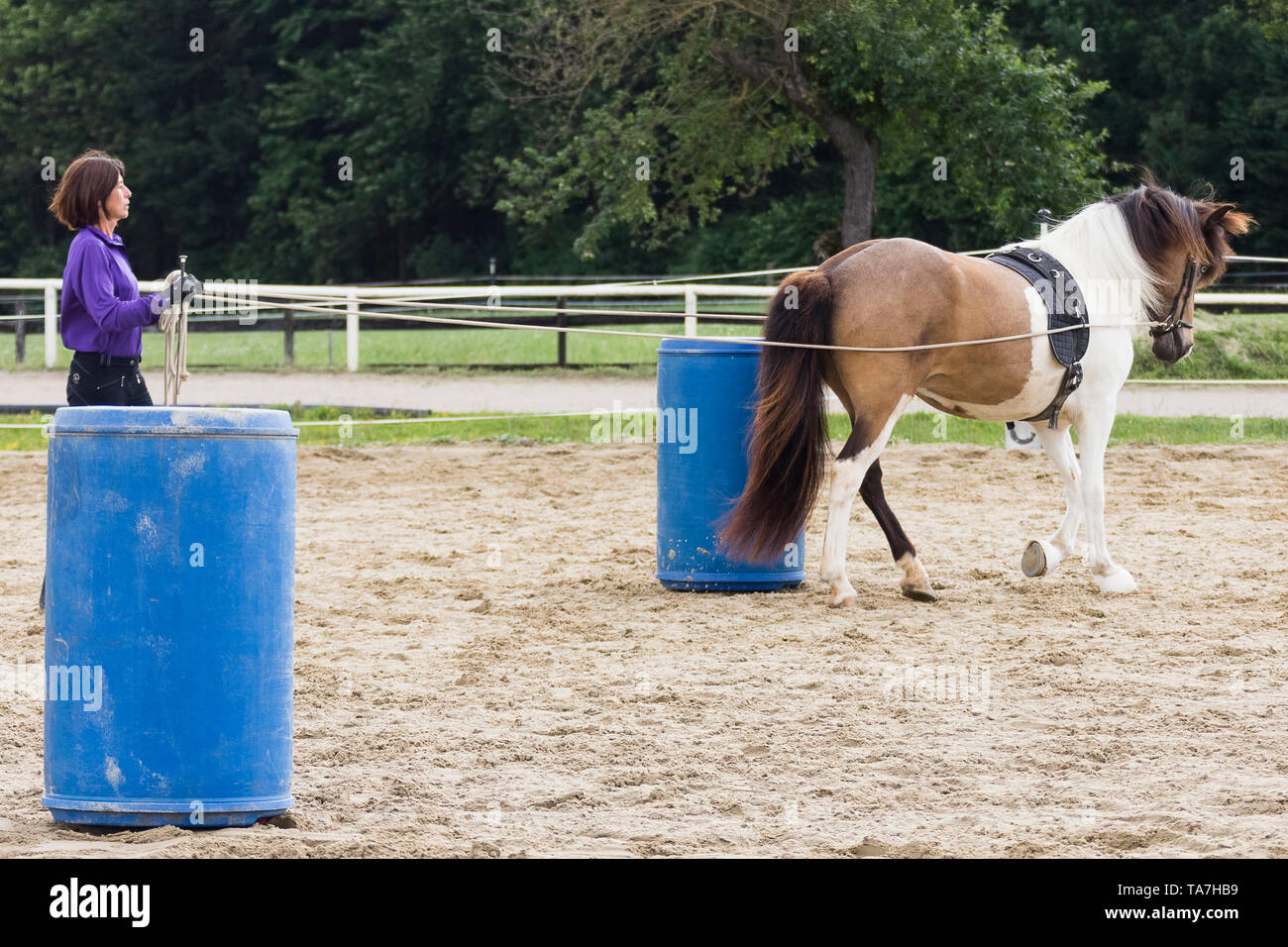 Conduite au sol, également appelé la palangre : l'enseignement d'un jeune cheval pour aller de l'avant avec une personne à marcher derrière elle, un précurseur à la fois à la conduite de faisceau et avoir rênes utilisé par un cavalier monté. L'Autriche Banque D'Images