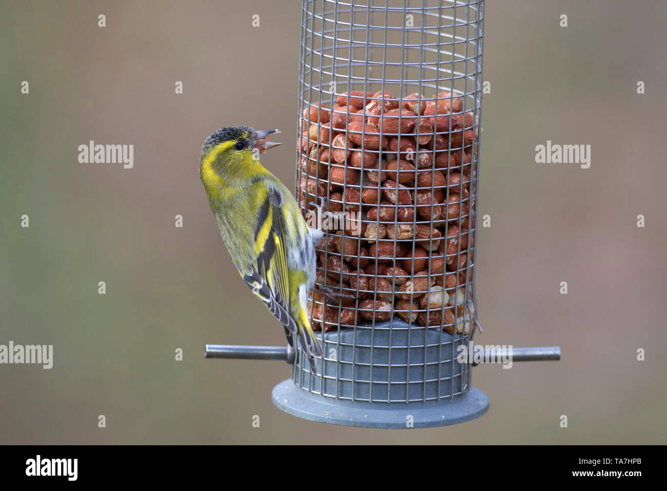 Tarin des pins (Carduelis spinus eurasienne) mâles perchés sur d'arachide. La Suède Banque D'Images