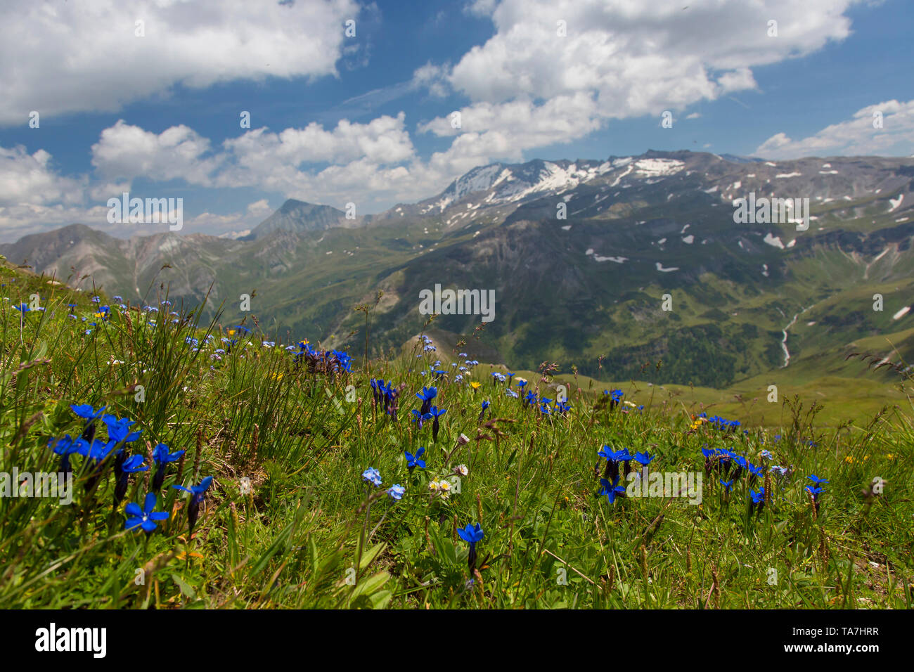 Gentiane (Gentiana bavarica bavarois). Plantes à fleurs au Parc National Hohe Tauern, Carinthie, Autriche Banque D'Images