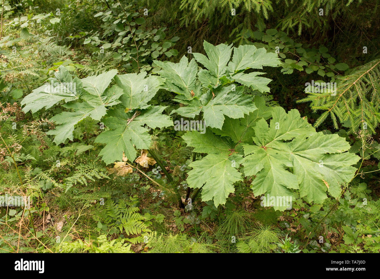 Sosnowsky berce du Caucase, Heracleum sosnowskyi's. Plante dangereuse causant des brûlures de la peau Banque D'Images