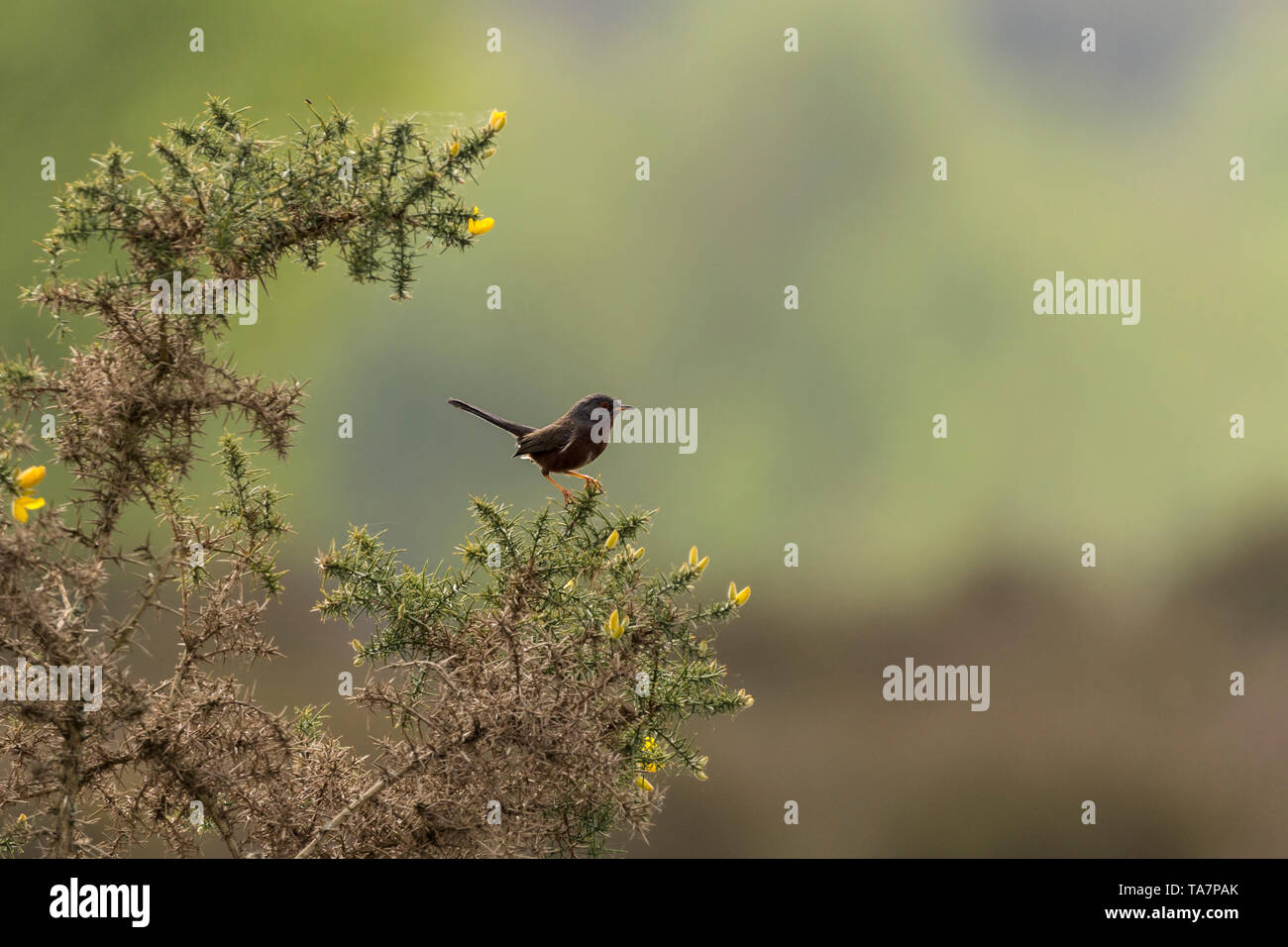 Dartford warbler (Sylvia undata) en saison de reproduction sur la réserve naturelle de Thursley UK. Perché sur un buisson d'ajoncs un oiseau noir avec longue queue étirée à l'angle Banque D'Images