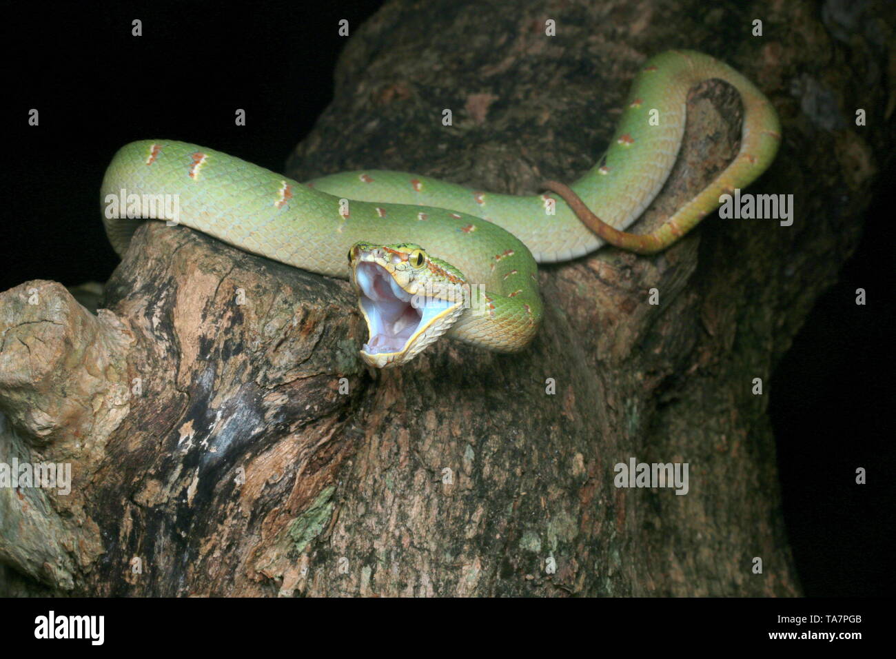 Wagler's Pit Viper venimeuse, Banque D'Images