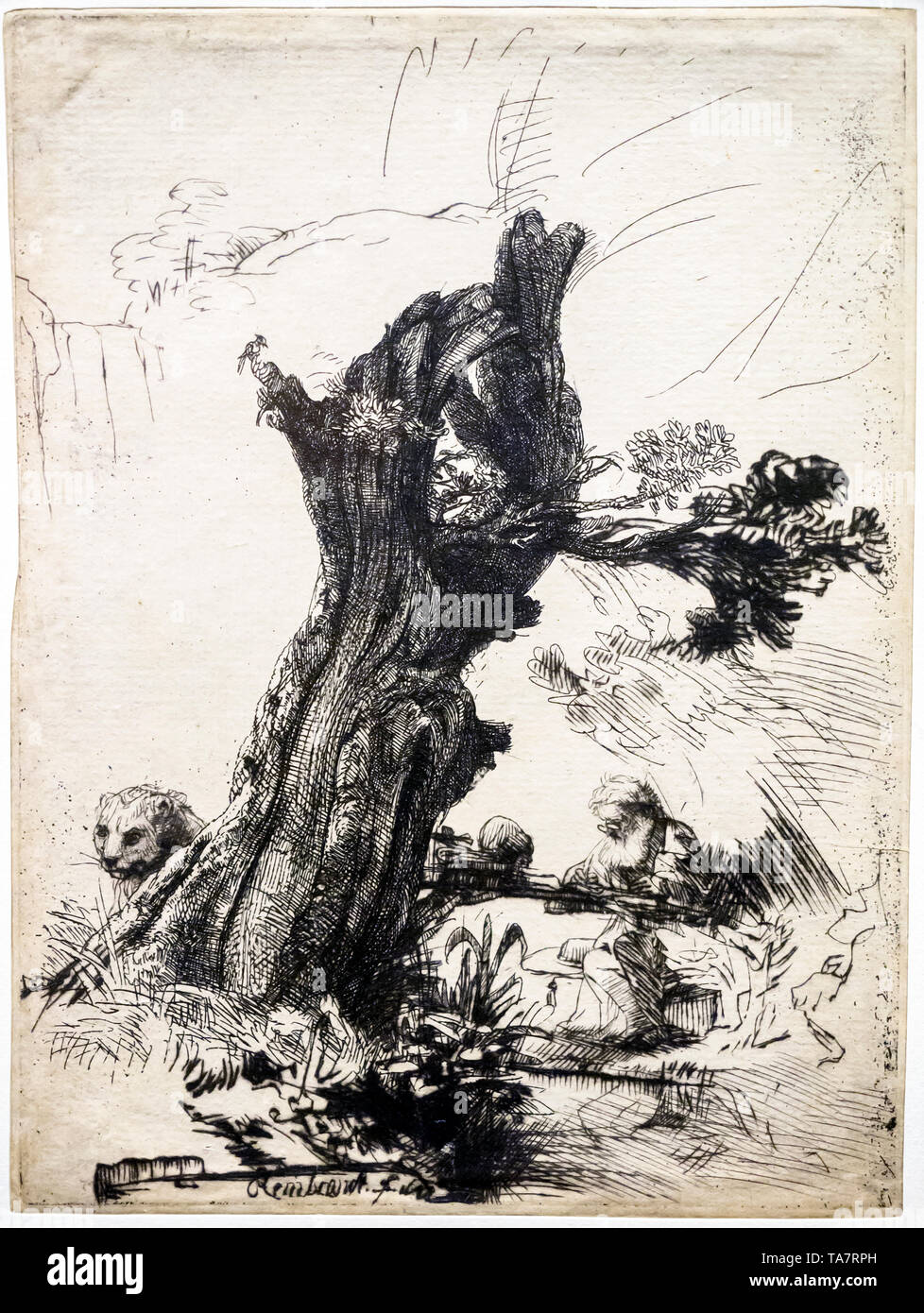 Rembrandt van Rijn (1606 -1669) St Jerome à côté d'un saule Pollard, 1648 pointe sèche Banque D'Images