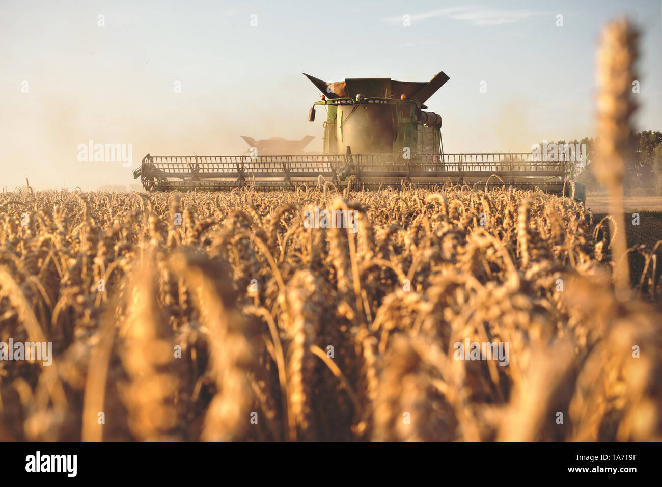 Une moissonneuse-batteuse de la récolte sur un champ de blé Banque D'Images
