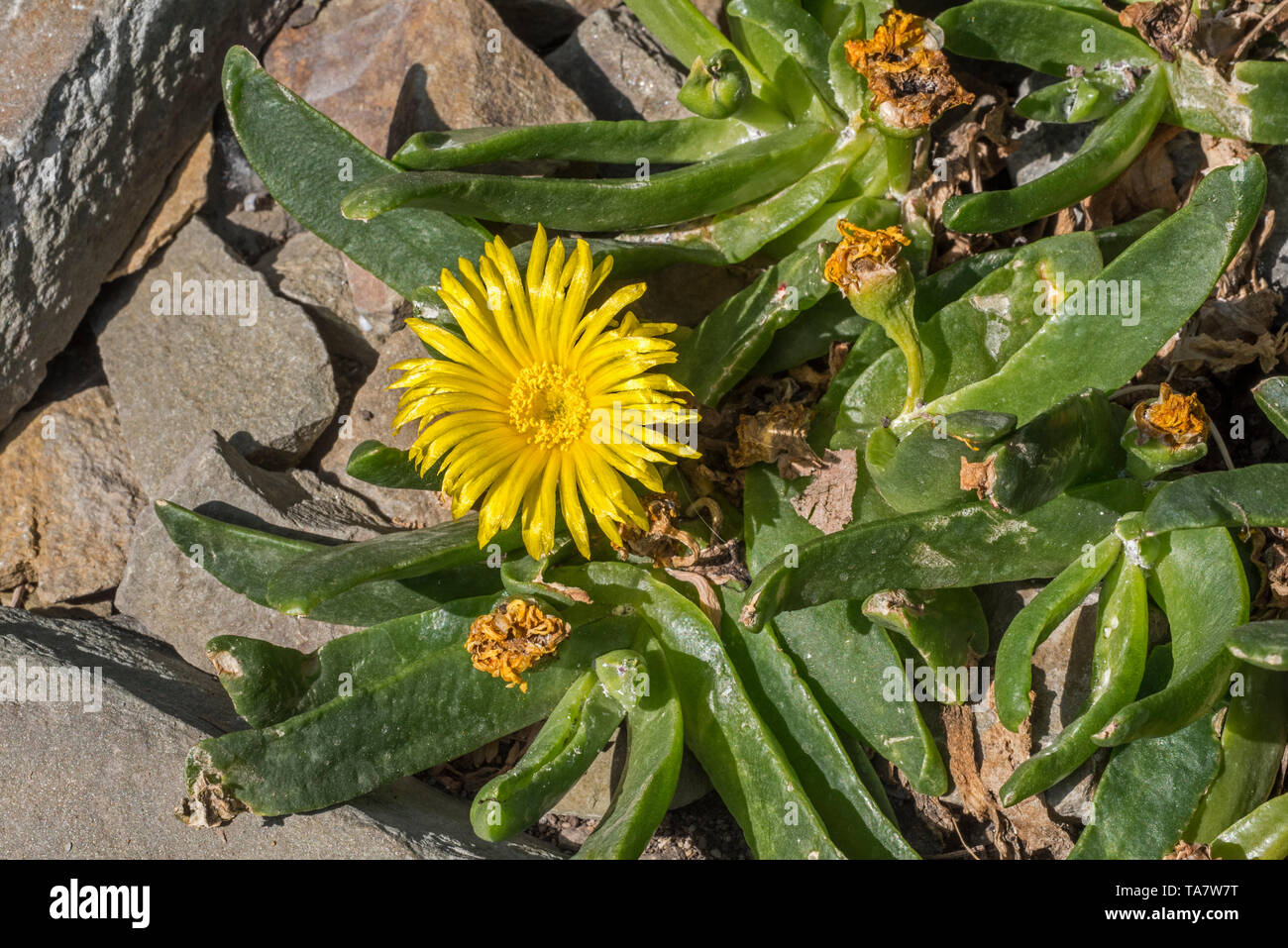 Glottiphyllum longum / cultratum Glottiphyllum, succulentes plantes subtropicales originaire d'Afrique du Sud Banque D'Images