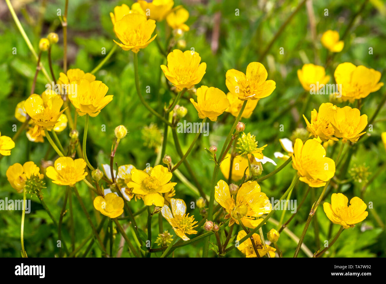 La renoncule rampante / creeping crowfoot (Ranunculus repens) en fleurs Banque D'Images