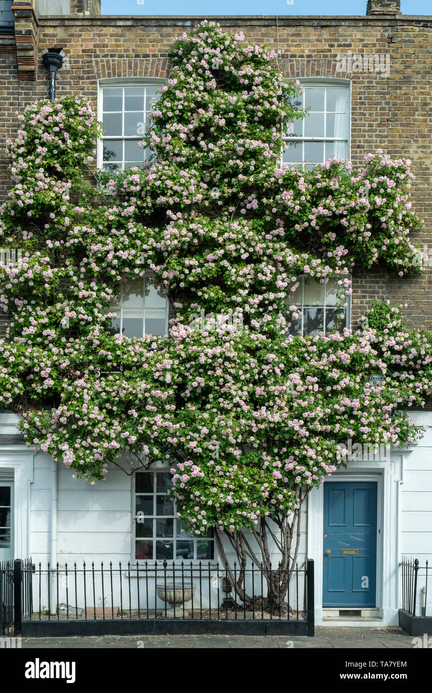 Escalade rose roses sur une maison de Selwood Place, Chelsea, Londres, Angleterre Banque D'Images