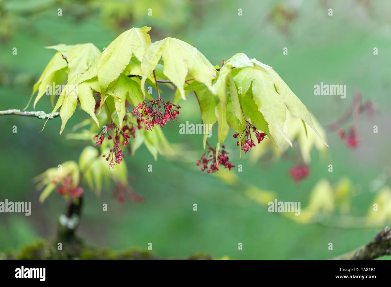 Gros plan sur les feuilles et les grappes de fleurs d'Acer amoenum, Angleterre, Royaume-Uni Banque D'Images