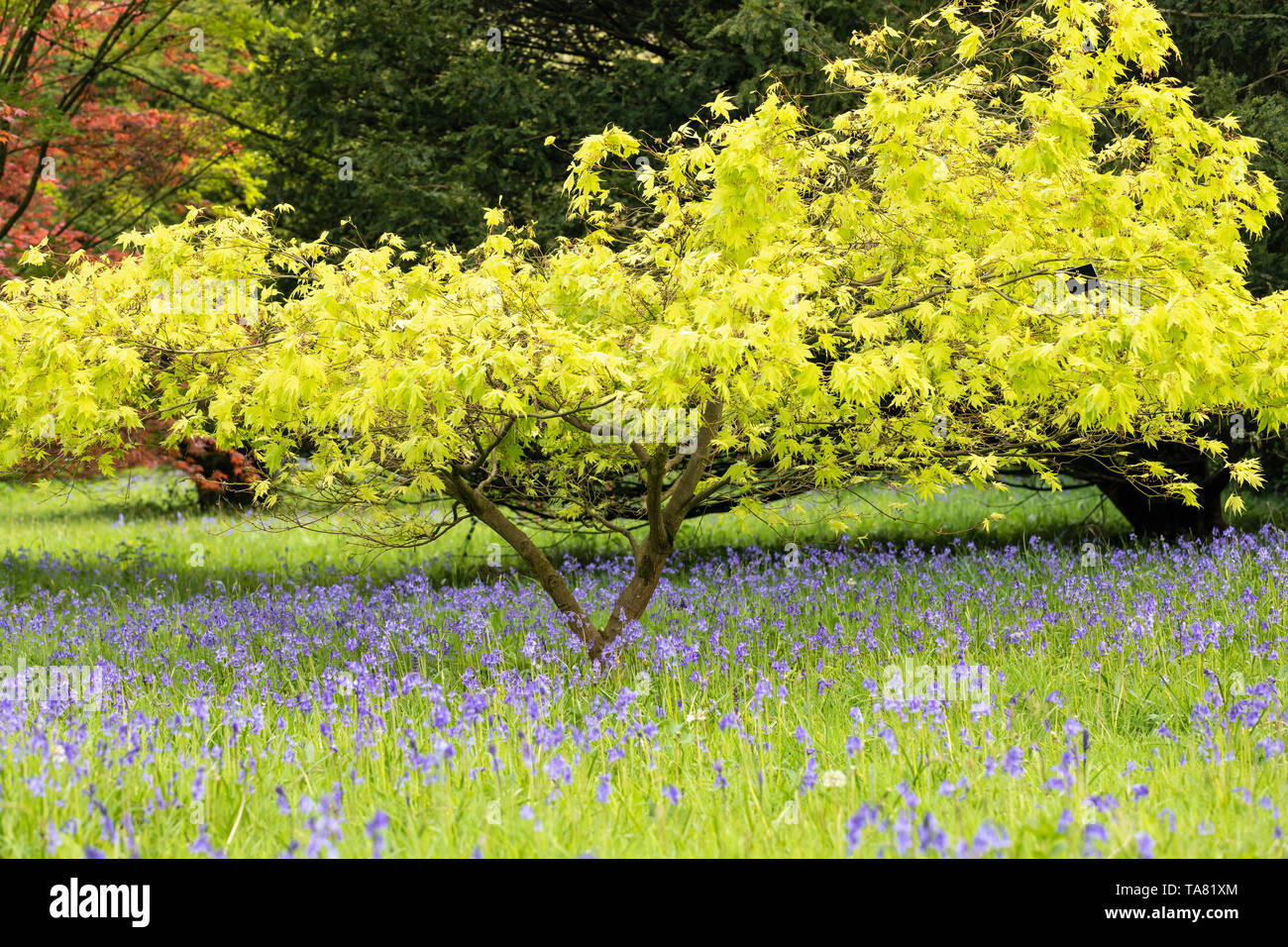 Printemps à Westonbirt l'Arboretum national - Acer Palmatum Dissectum, Kiri Nishiki, bluebells Floraison, Gloucestershire, Angleterre, Royaume-Uni Banque D'Images