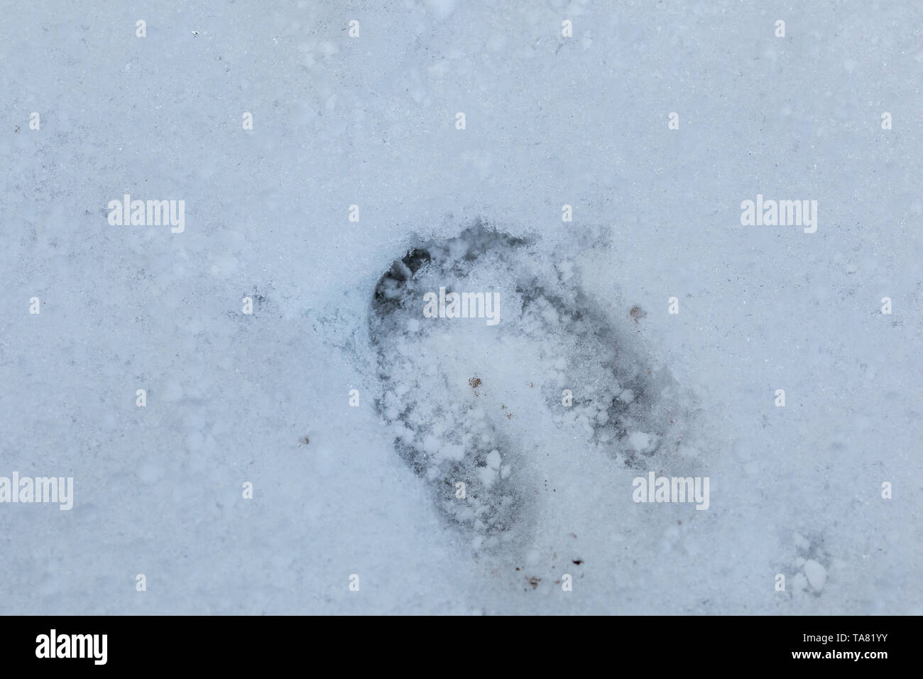 Imprimer des pieds d'un cerf sur la neige blanche Banque D'Images