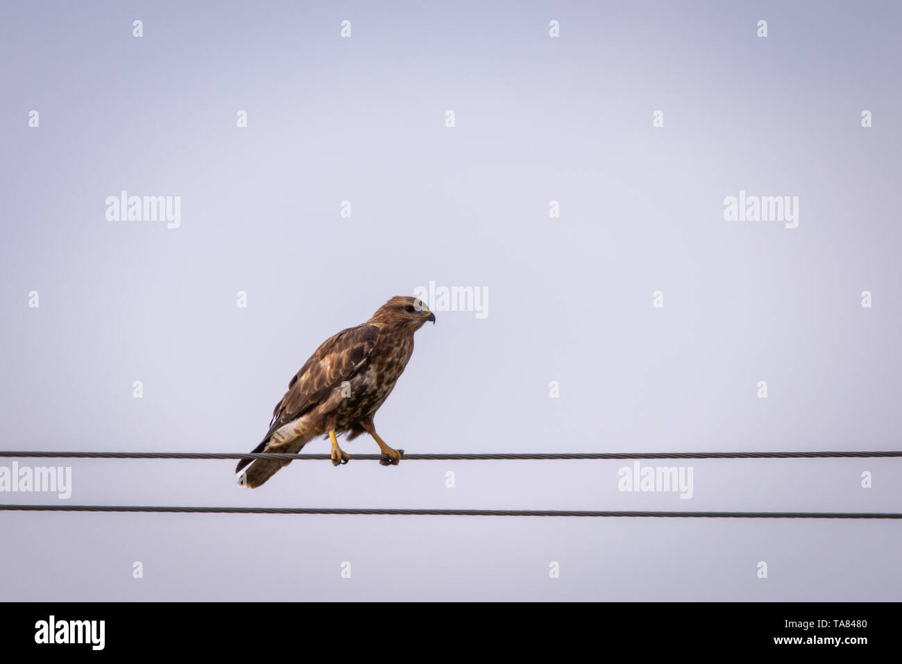 Buse variable Buteo buteo ou perché sur un fil. Banque D'Images