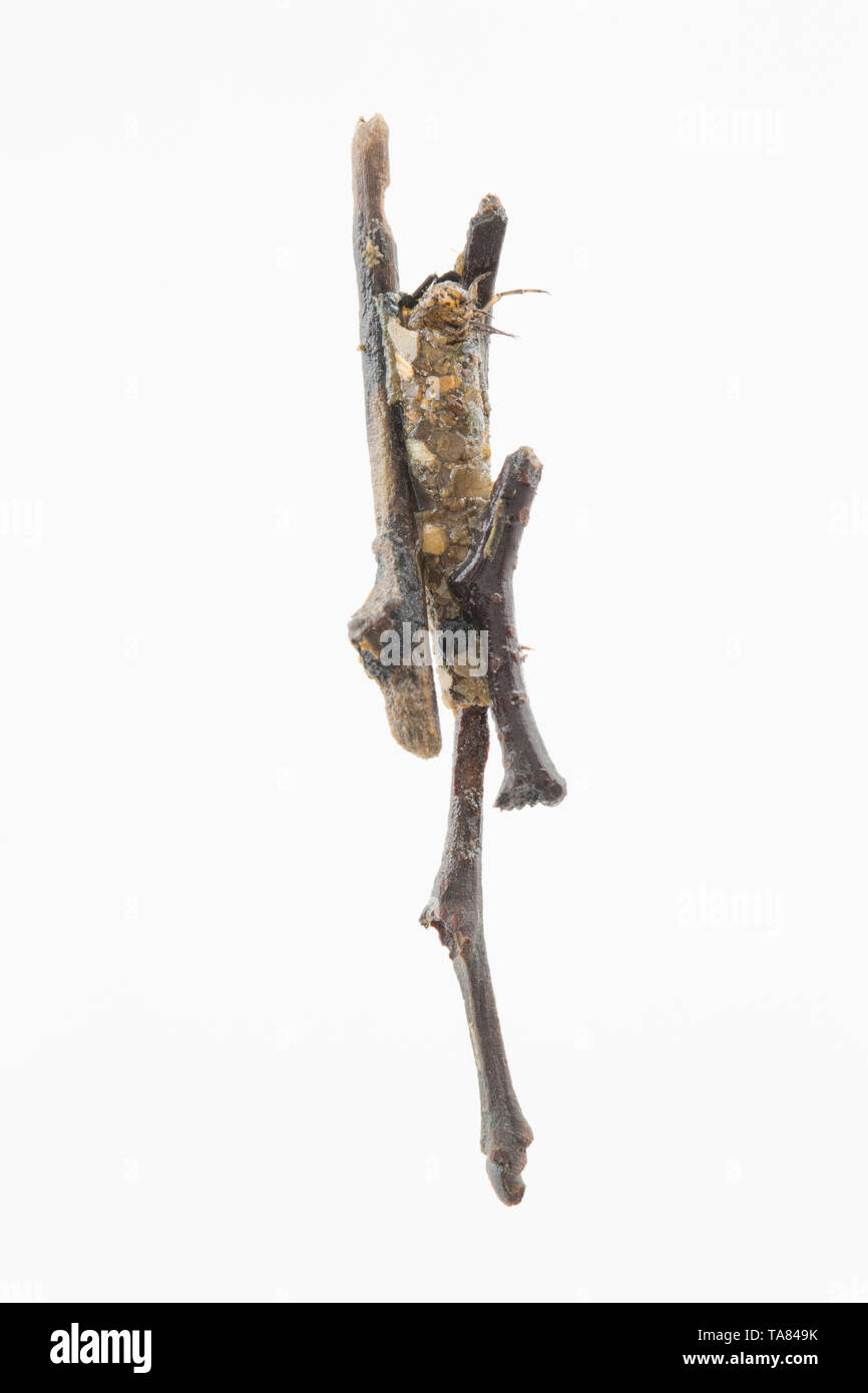 Caddis larva Royaume-Uni Banque D'Images