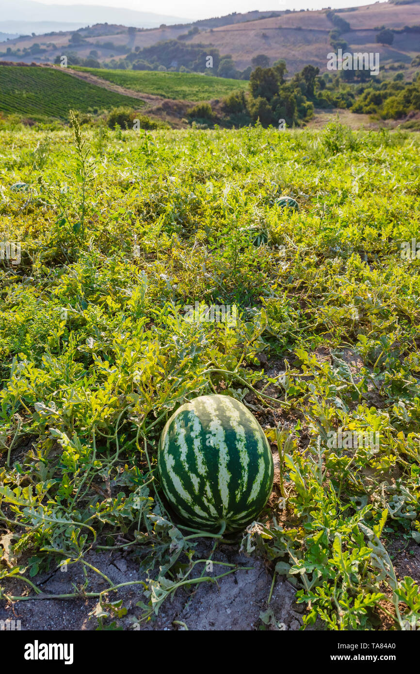 La pastèque bio ferme, région de Marmara, en Turquie Banque D'Images