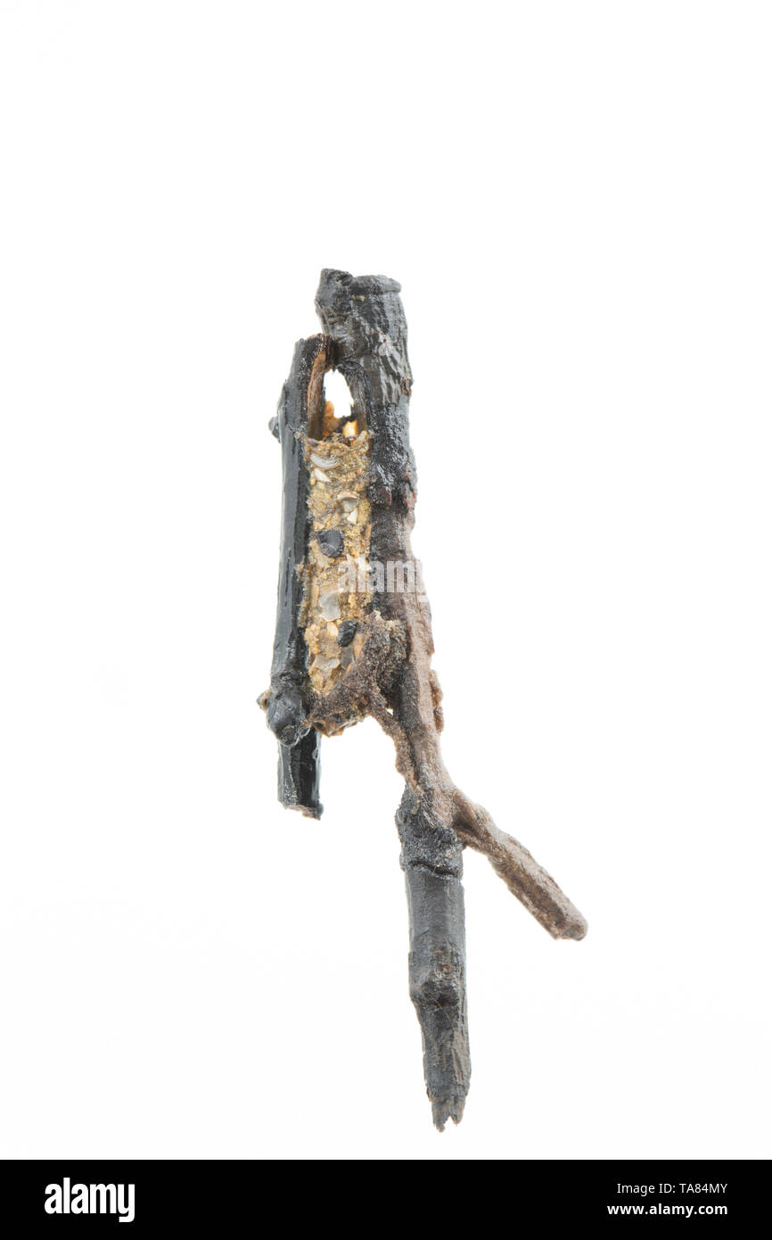 Caddis larva Royaume-Uni Banque D'Images