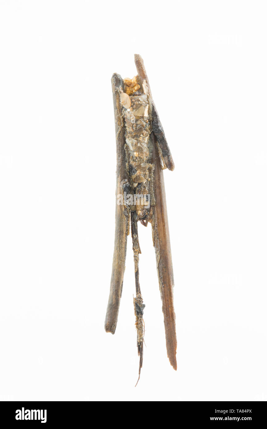 Caddis larva Royaume-Uni Banque D'Images