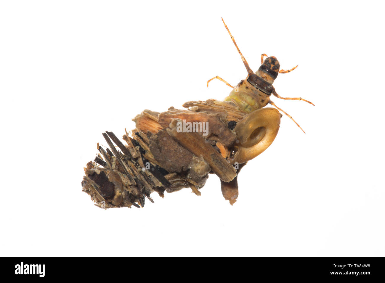 Caddis larva Royaume-Uni Banque D'Images