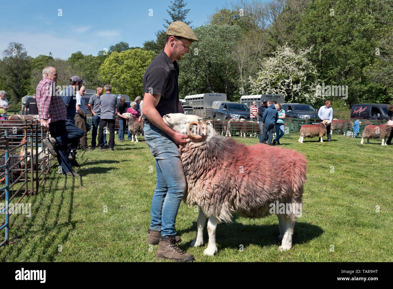 Tups Herdwick attendre à en juger à l'assemblée annuelle peut juste Ram Keswick, Cumbria. Banque D'Images