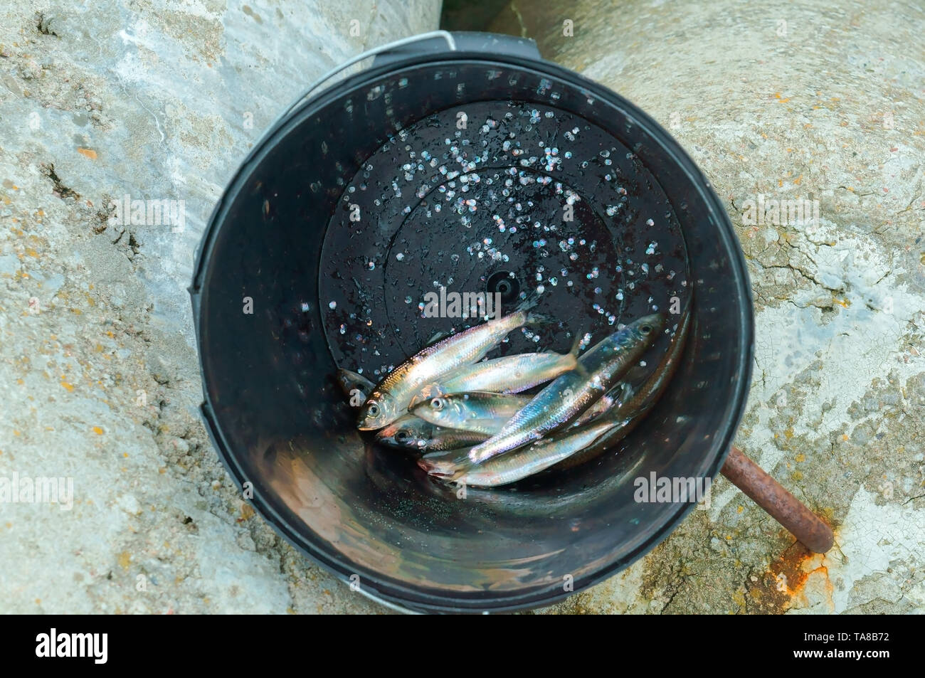 Hareng dans une benne, des poissons fraîchement pêchés au fond d'un seau Banque D'Images