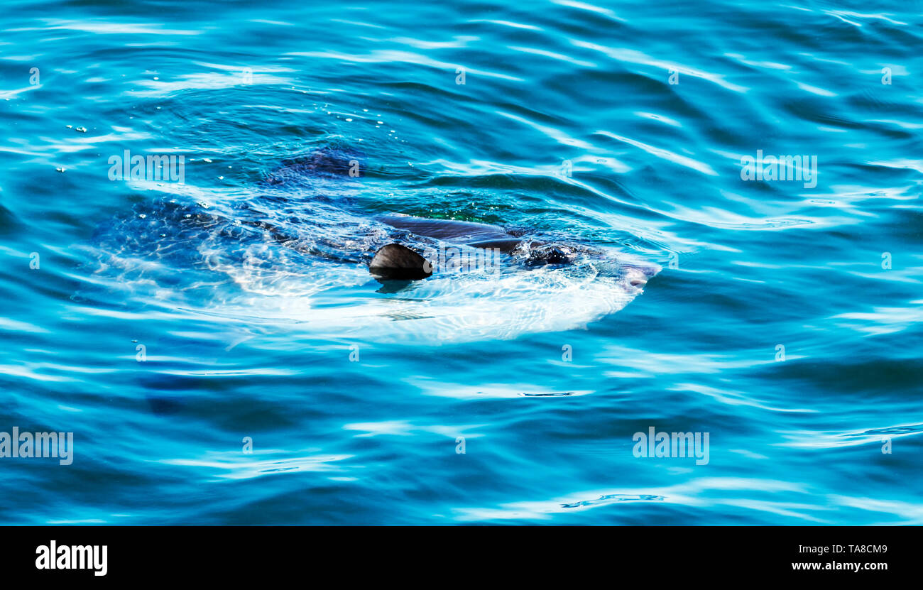 Une grande surfaces sunfish en face de notre bateau pendant que nous sommes sur une tour d'observation des baleines dans le Maine. Banque D'Images