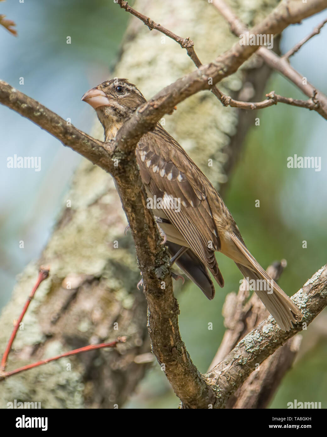 Cardinal à poitrine rose femme gros plan portrait - gouverneur Knowles State Forest Dans le nord du Wisconsin au début de l'été Banque D'Images