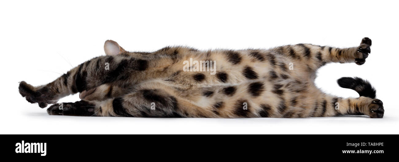 Brown Spotted Bengal Banque D Image Et Photos Alamy Brown Spotted Bengal Banque D Image Et Photos Alamy