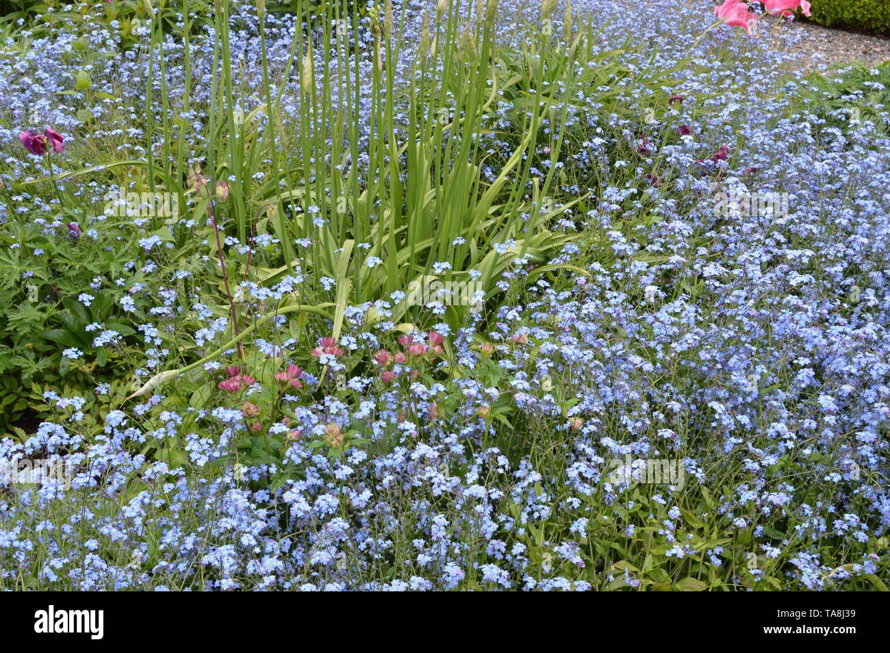 Les beaux jardins de Balcarres, Maison Colinsburgh, Fife, Scotland, mai 2019. Banque D'Images