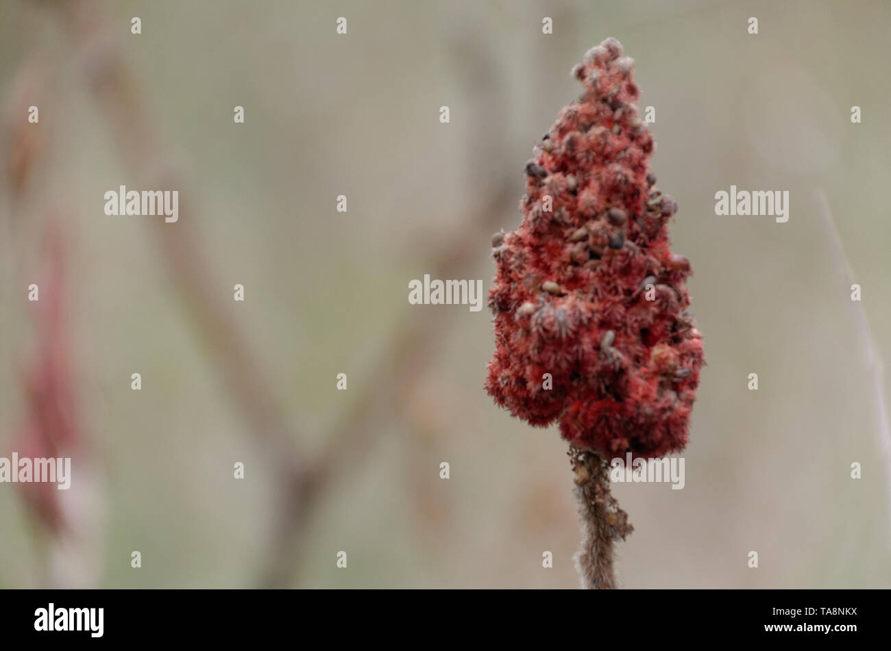 Le sumac blossom Banque D'Images