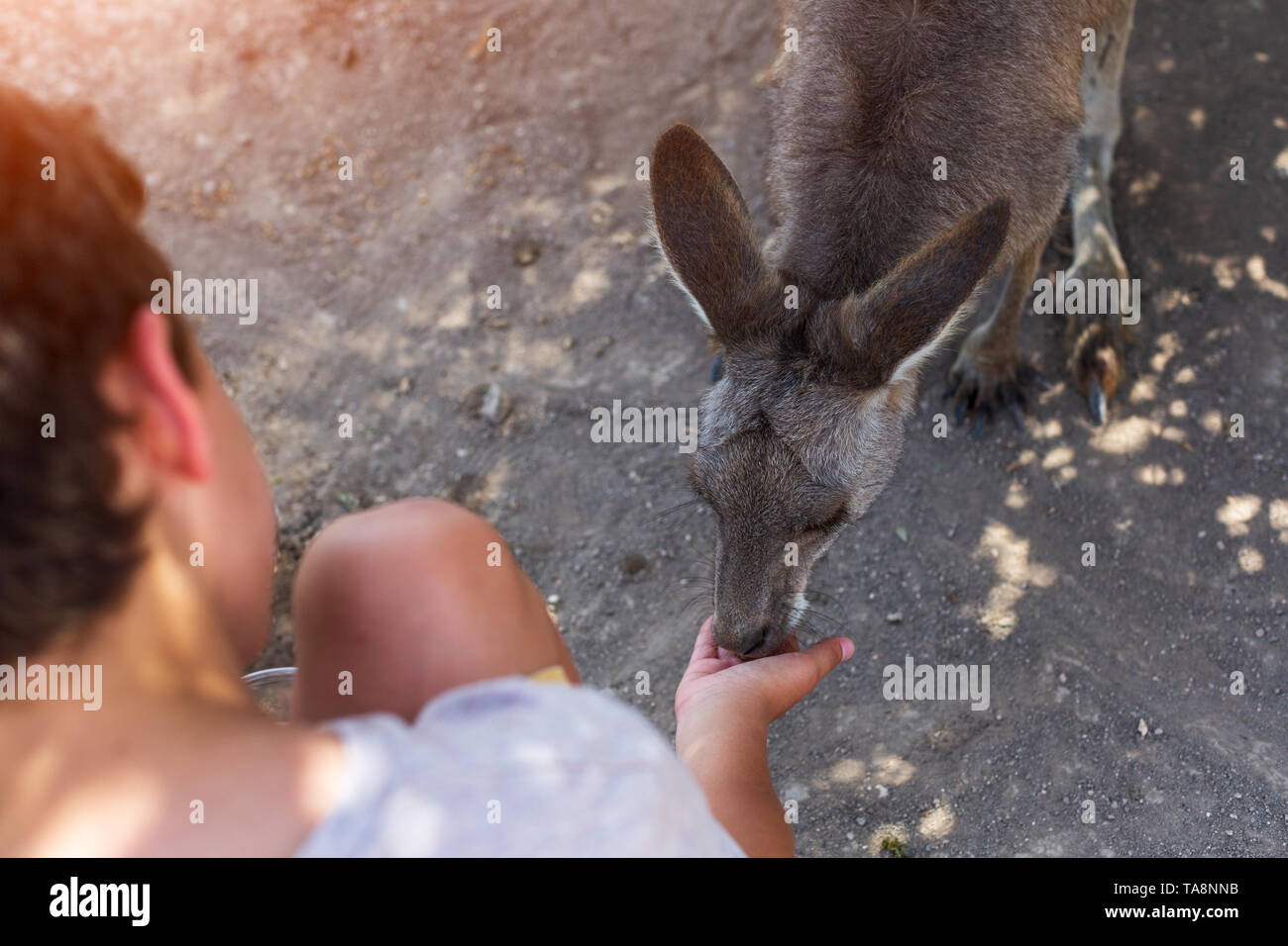 Les personnes en interaction avec un kangaroo à israélien zoo Banque D'Images