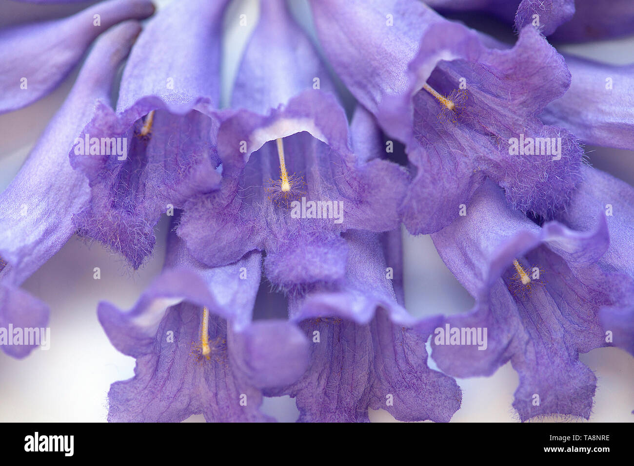 Fleurs mauve Jacaranda close-up macro image Banque D'Images