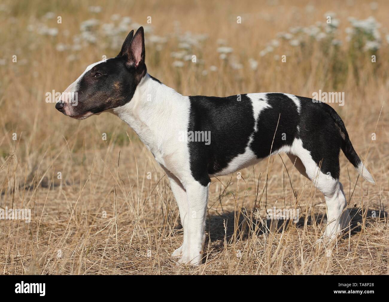 Bull Terrier miniature, noir-blanc, 8 mois, debout dans un pré, Allemagne Banque D'Images
