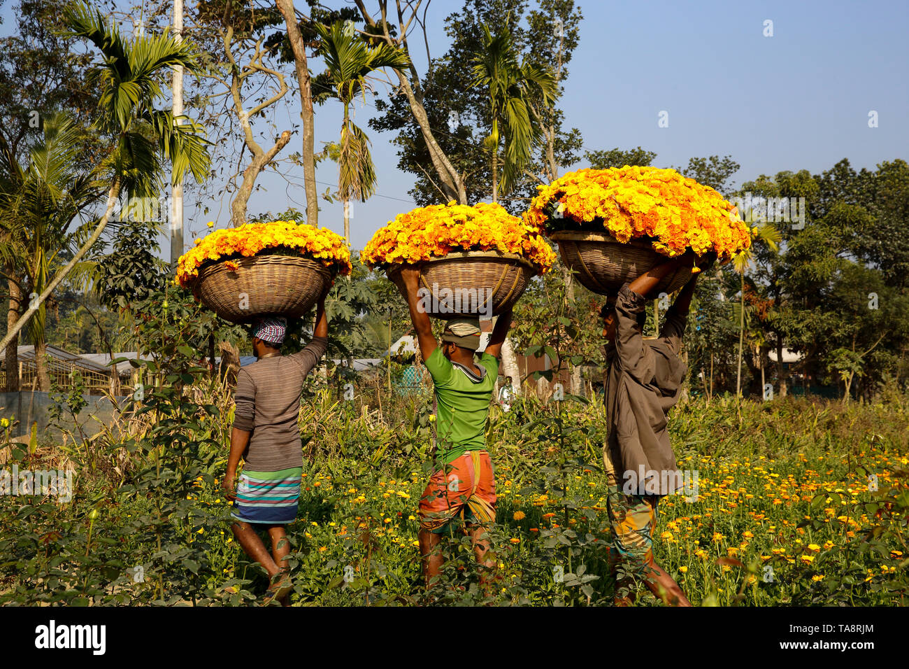 Les agriculteurs transportent Gerbera à être vendu dans un marché en Manikganj, au Bangladesh. Banque D'Images
