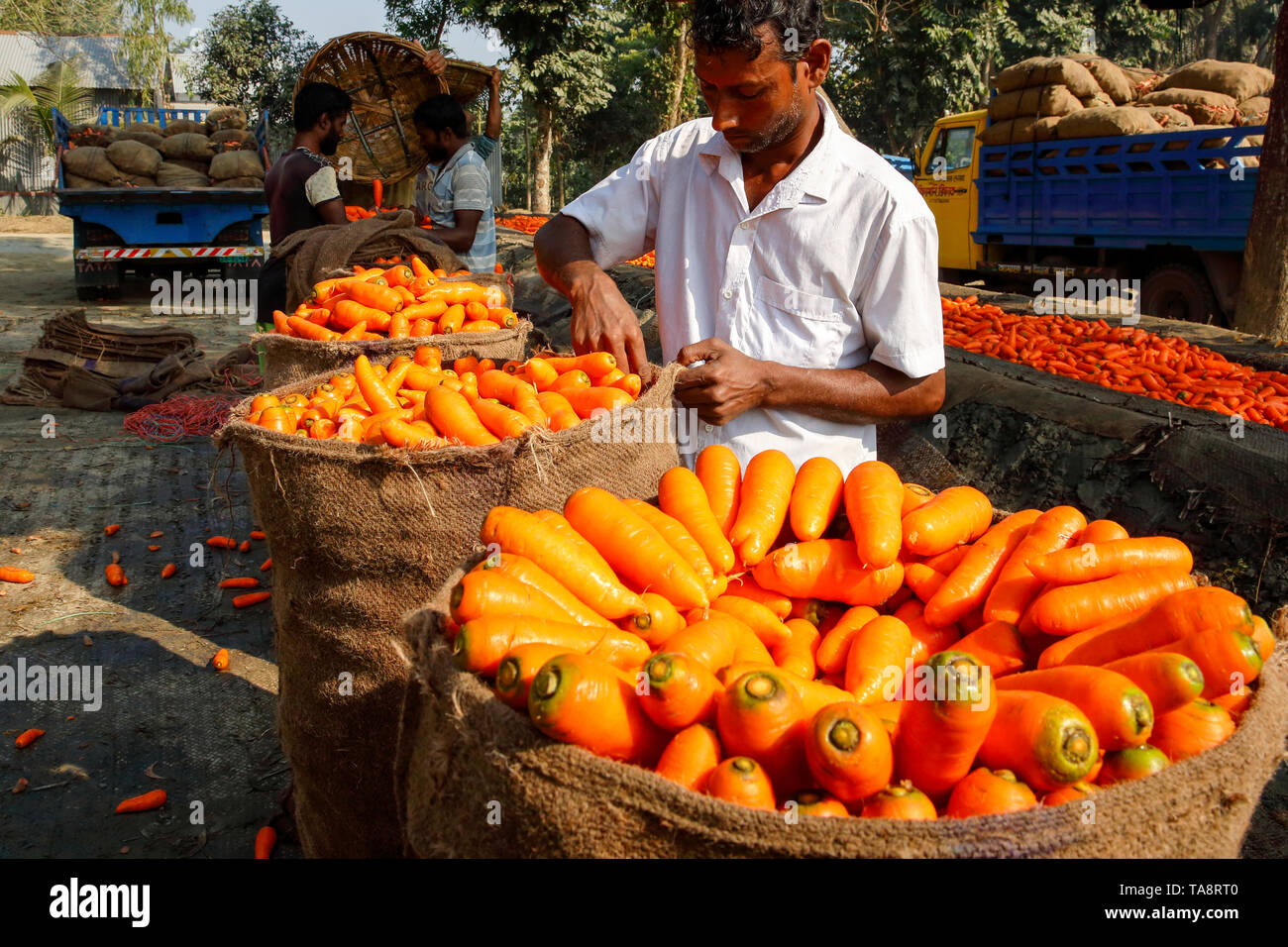 Les agriculteurs les carottes d'emballage avant de les envoyer sur le marché. Manikganj, au Bangladesh. Banque D'Images