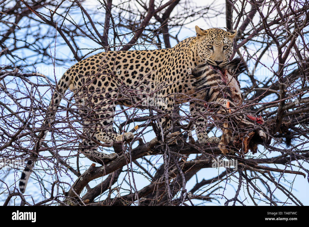 Léopard - Panthera pardus, belle carnivore emblématique de buissons africains, de savanes et de forêts, le Parc National d'Etosha, Namibie. Banque D'Images