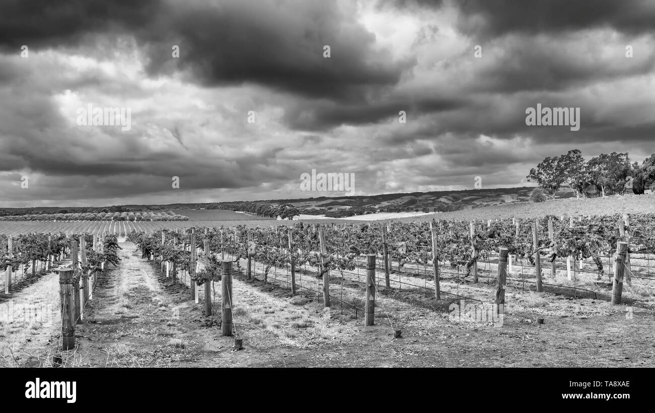 Belle vue en noir et blanc de certains vignobles de McLaren Vale sous ciel dramatique, le sud de l'Australie Banque D'Images