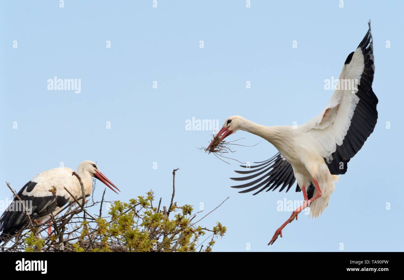 Cigogne Blanche (Ciconia ciconia) mâle palier avec matériau et de rejoindre son coéquipier sur leur nid dans un chêne, Knepp estate, Sussex, UK, avril. Banque D'Images