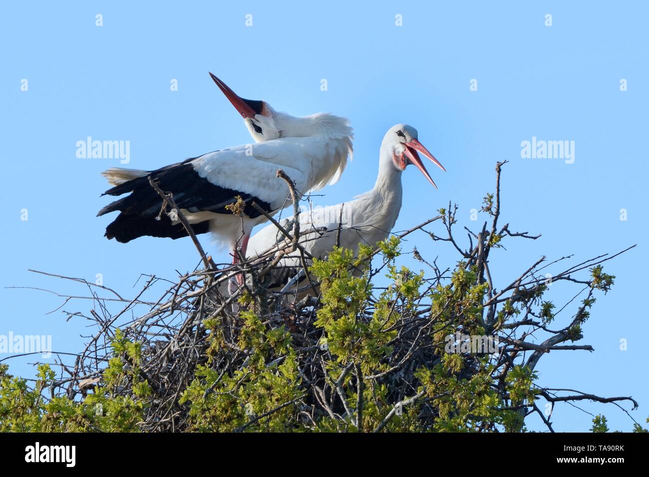 Cigogne Blanche (Ciconia ciconia) paire d'effectuer un affichage haut-bas avec bill claquement sur leur nid dans un chêne, Knepp estate, Sussex, UK, avril. Banque D'Images